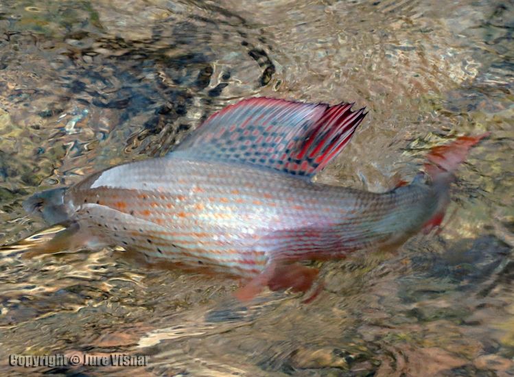 The famous dorsal fin of European Grayling - a flash of colours before he swims back.. ALL our catches are released back!