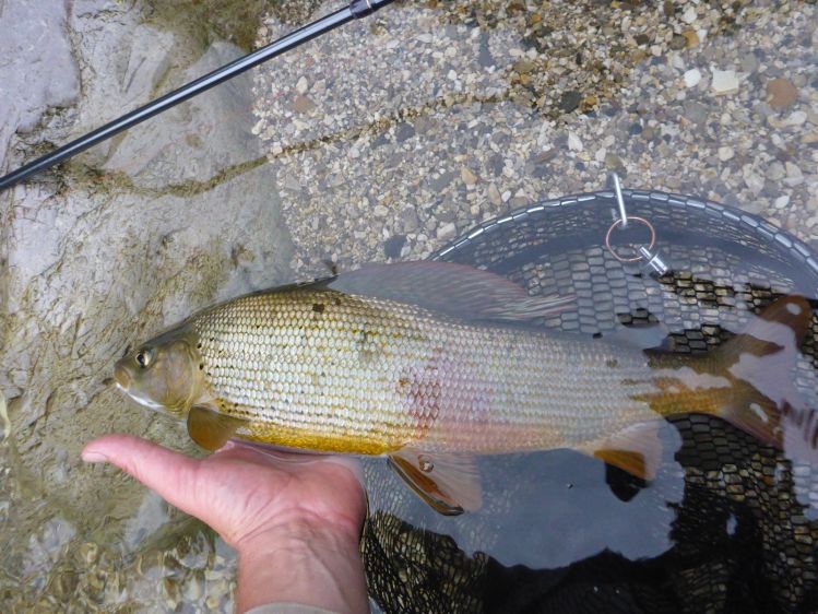 One of his kind - the Grayling! Sava river Slovenia