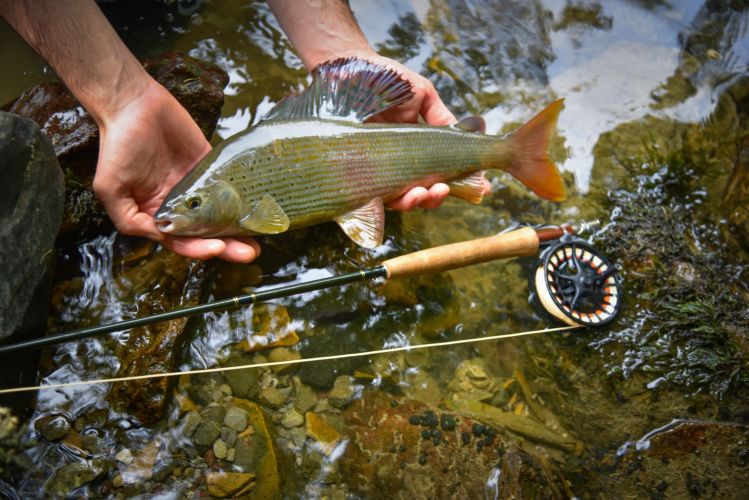 Adriatic river basin Grayling - the best there is if you are a dry fly fanatic!