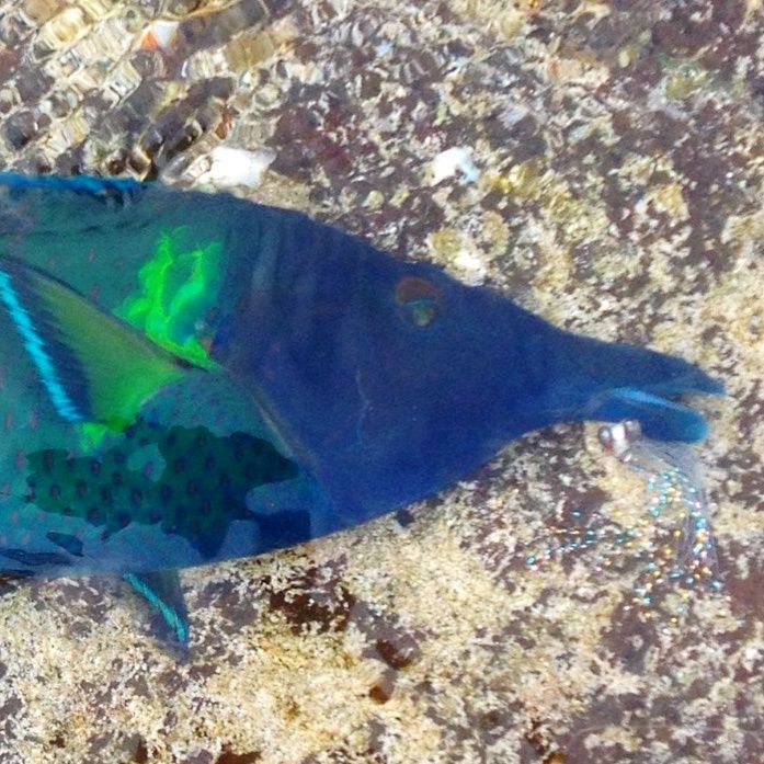 And you thought setting the hook on a trout was tough?? Try hooking the beautiful and elusive Bird Wrasse and then we can talk.
