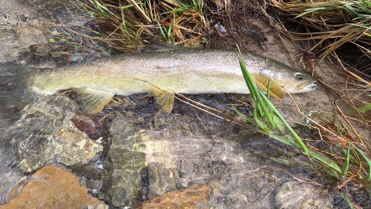 Solid Idrijca marble trout