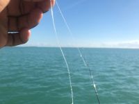 Chewed up tarpon fly