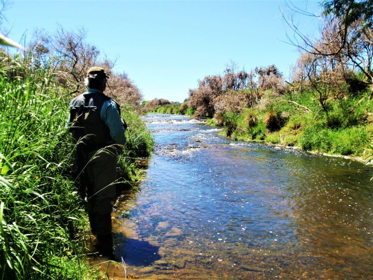 Hunting brown trout in a little but productive stream in Southland.