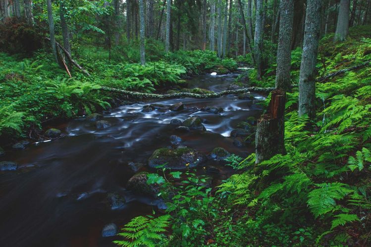 Wild forest stream