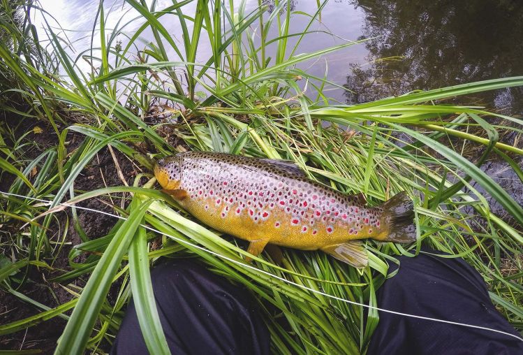 Wild Estonian trout with a beautiful pattern