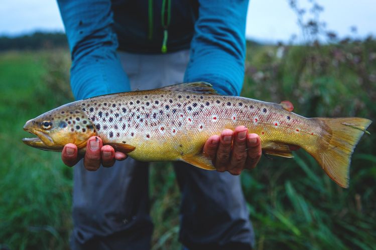Average size Estonian brown trout