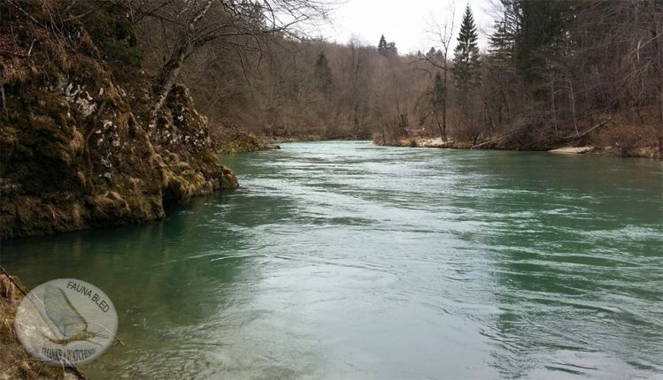 Sava river - Slovenia! Larger stream means larger species! A home of Hucho-hucho salmons!