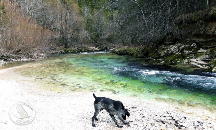 A hidden spot of the Radovna river - Slovenia.. only a hunting dog could found it :-)