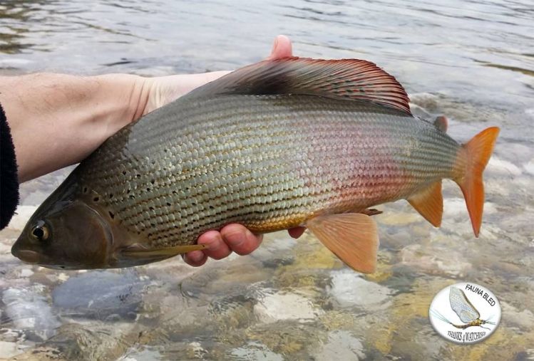 Beautiful feemale Grayling landed in the rapids of the Sava river - Slovenia.. 51cm er she was!