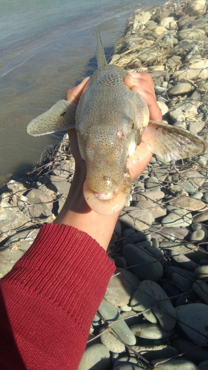 Plz identify this fish.
