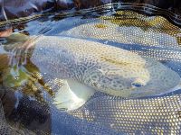 Soča River - Fly fishing Slovenia 
More info: http://www.urkofishingadventures.com/
