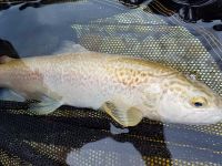 Lepena River - Fly fishing Slovenia 
More info: http://www.urkofishingadventures.com/
