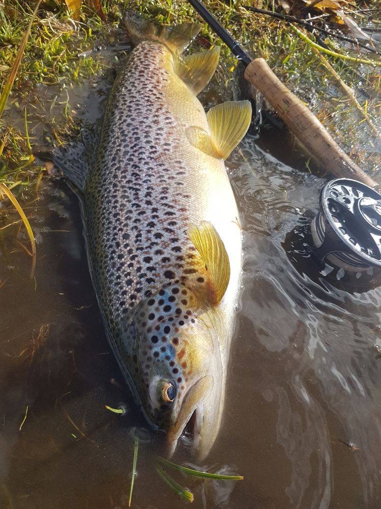 Chimeuinriver #browtrout #migration