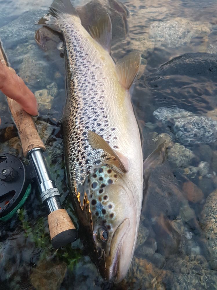 Boca del chimehuin ..JUNIN DE LOS ANDES 
#BROWNTROUT