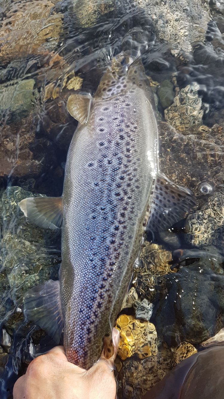 Boca del chimehuin ..JUNIN DE LOS ANDES 
#BROWNTROUT