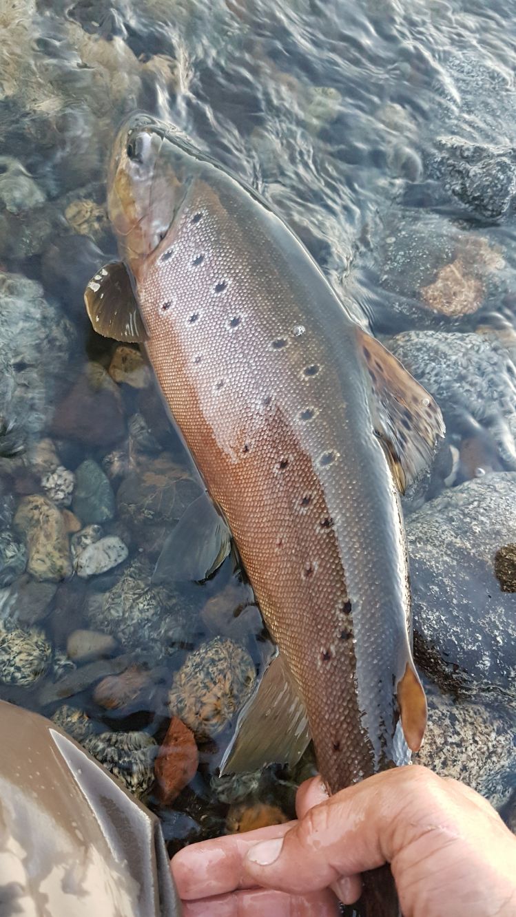 Boca del chimehuin ..JUNIN DE LOS ANDES 
#BROWNTROUT