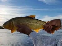 Fly fishing picture