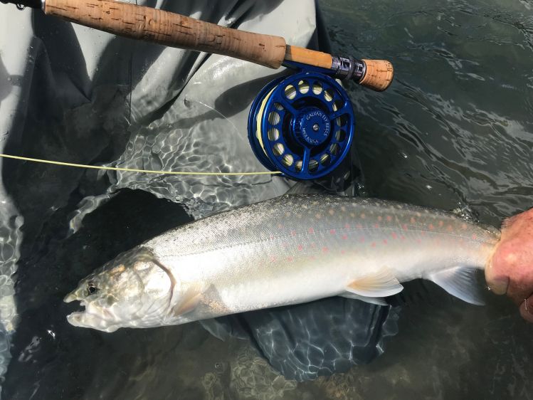 Beautiful spots on those Dolly Varden