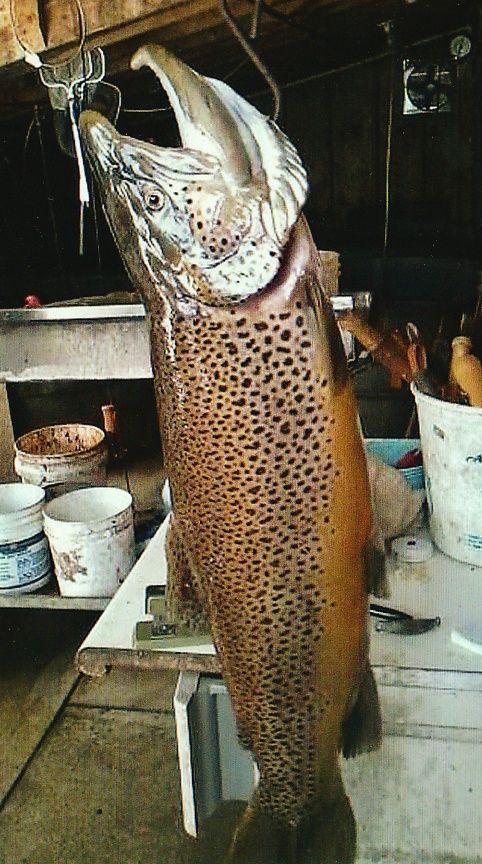 For those who doubt Lake Erie's Brown Trout initiatives. 13.8 Lbs.
