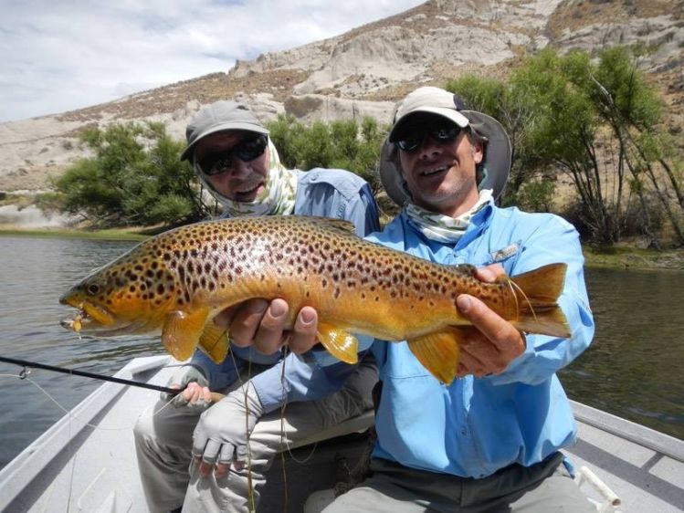 A beautiful brown on a dry fly sight fishing!