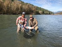 Coho salmon caught flyfishing near Vancouver BC