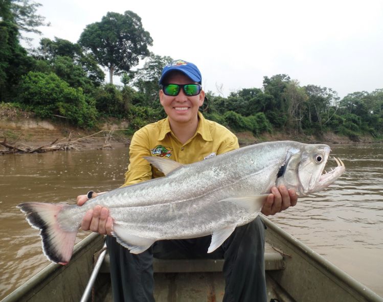 la payara que pez, segundo día del viaje ya terminado la jornada estábamos en las bocas de un hermoso caño lanzando desde el  río principal,  muchos palos y árboles en el agua un lugar perfecto para pescar, primeros lances cerca a los palos y no pica nada