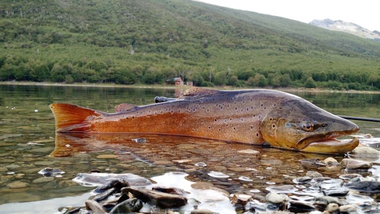 Big trout on Fueguian lagoon