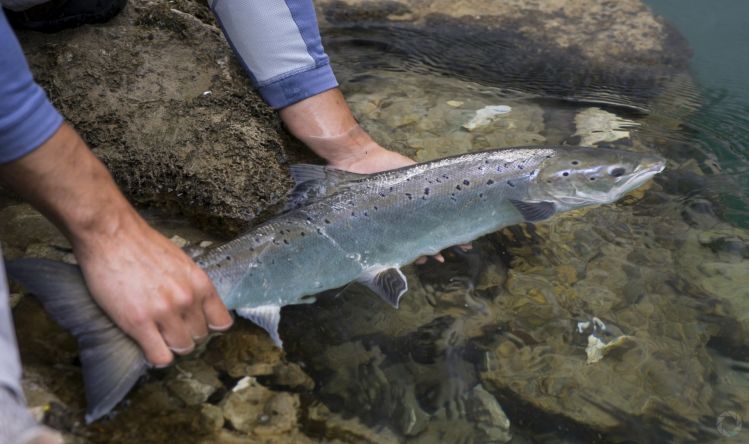 The southest population of Atlantic salmon in the world.