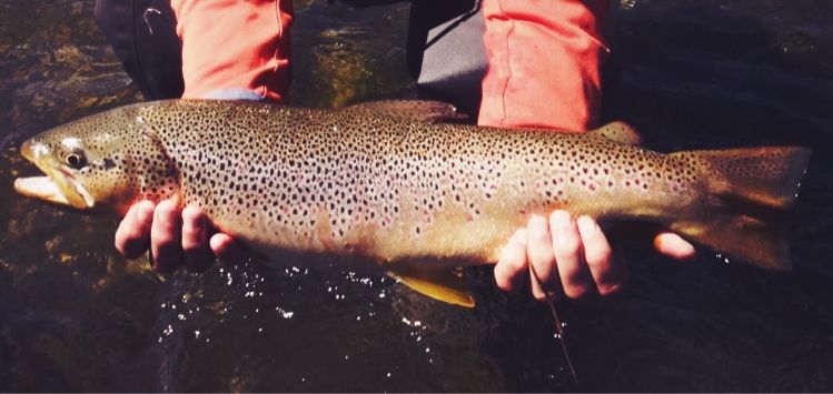 nice specimen of Brown Trout