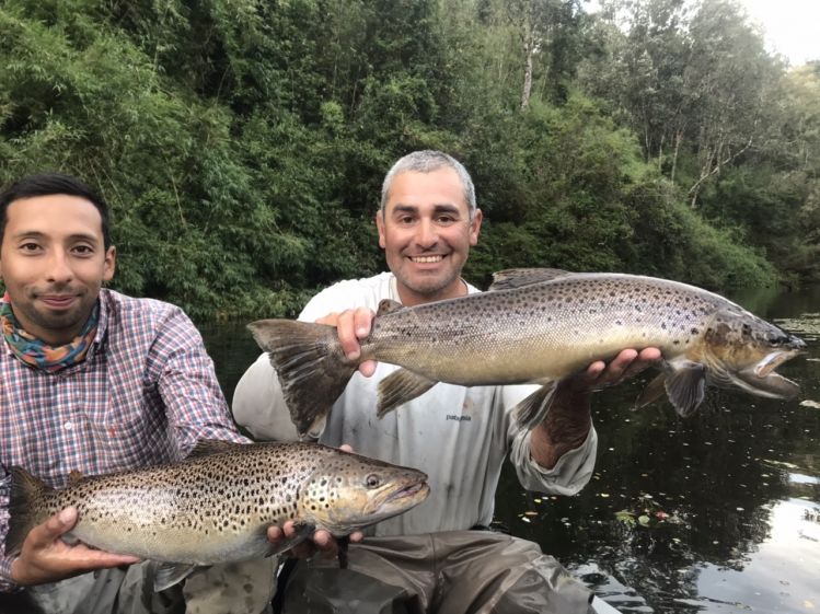 Double browntrout
