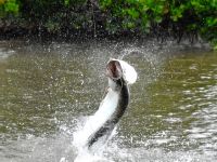 Foto de pesca con mosca