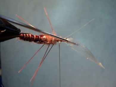 Fly tying - Ninfa stonefly realista para la pesca - Step 1