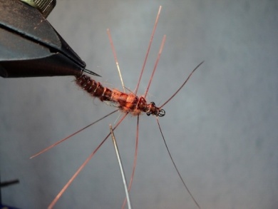 Fly tying - Ninfa stonefly realista para la pesca - Step 3
