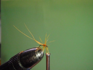 Fly tying - ephemere / may flie - Step 9