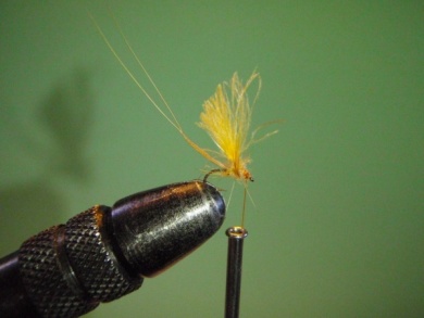 Fly tying - ephemere / may flie - Step 17