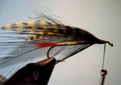 Fly tying - Chateaubriand Special - Step 5