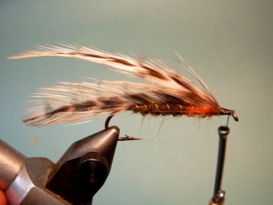 Fly tying - Matuka - Step 7