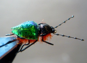 Gaja’s Winged Fishing Beetle