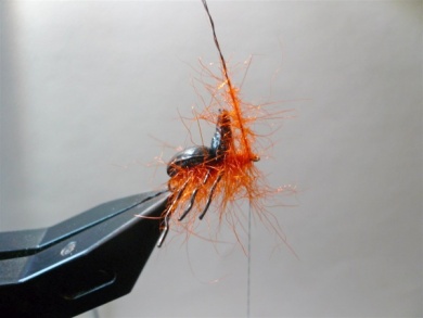 Fly tying - Gaja’s Winged Fishing Beetle - Step 17