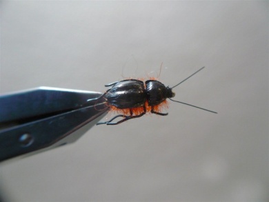 Fly tying - Gaja’s Winged Fishing Beetle - Step 30