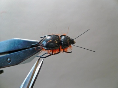 Fly tying - Gaja’s Winged Fishing Beetle - Step 28