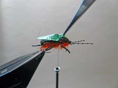 Fly tying - Gaja’s Winged Fishing Beetle - Step 40