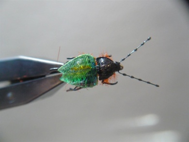 Fly tying - Gaja’s Winged Fishing Beetle - Step 44