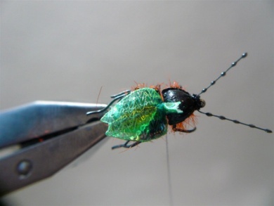 Fly tying - Gaja’s Winged Fishing Beetle - Step 41
