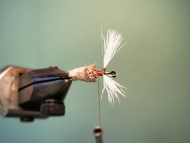 Fly tying - Irresistible Wulff - Step 6