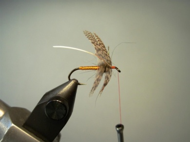 Fly tying - Partridge & Orange - Step 4