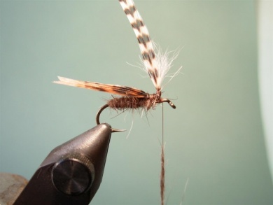 Fly tying - Parachute Caddis - Step 4