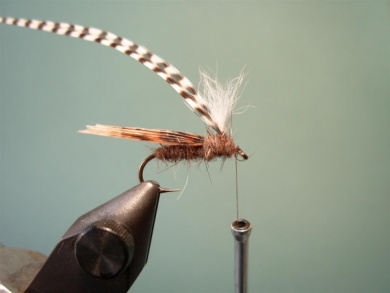 Fly tying - Parachute Caddis - Step 5