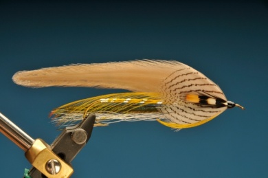 Fly tying - Gray Ghost - Step 9