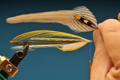Fly tying - Gray Ghost - Step 8